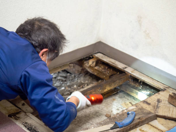 Best Mold Damage Repair  in Hurricane, UT