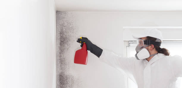 Crawl Space Mold Removal in Hurricane, UT
