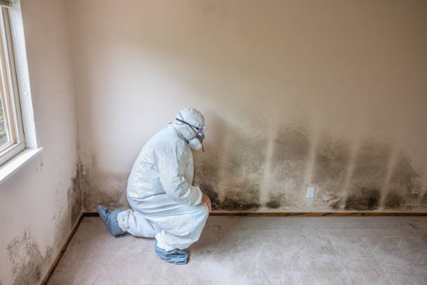 Best Residential Mold Removal  in Hurricane, UT