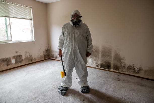 Best Mold Damage Repair  in Hurricane, UT
