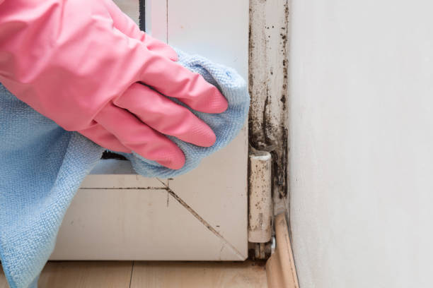 Best Mold Cleaning Services  in Hurricane, UT