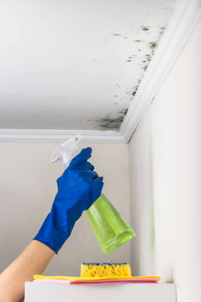 Best Commercial Mold Removal  in Hurricane, UT